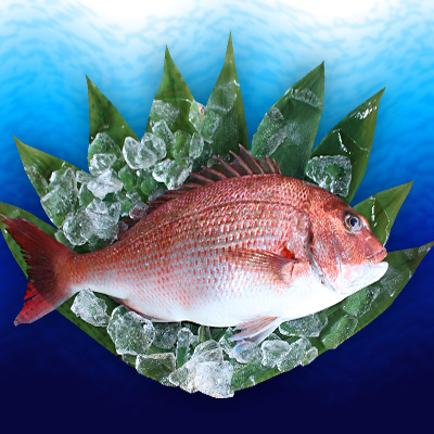 画像1: 北灘産　養殖真鯛 1.5kg 【クール便：冷蔵】 